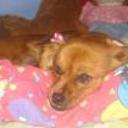 siguiente