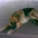 anterior