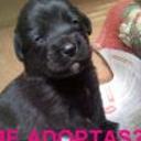 siguiente