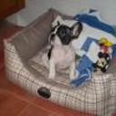 siguiente