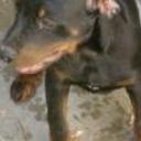 anterior