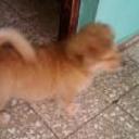 siguiente