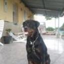 siguiente