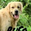 siguiente