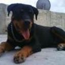 siguiente