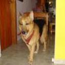 siguiente
