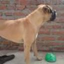 anterior