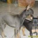 Mini y rony