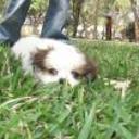 siguiente
