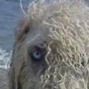 anterior