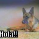 siguiente