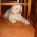 siguiente