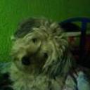 siguiente