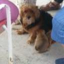 siguiente