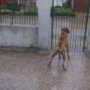 siguiente