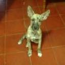siguiente