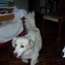 siguiente