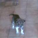siguiente