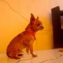 siguiente