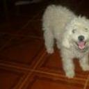 siguiente