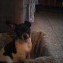 siguiente