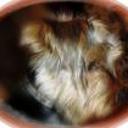 anterior
