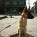 Rex