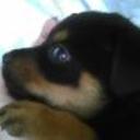 siguiente