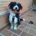 siguiente