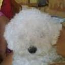 siguiente