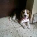 siguiente