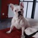 siguiente