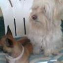 siguiente