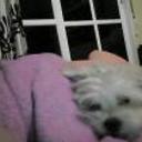 siguiente