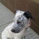 siguiente