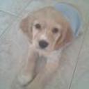siguiente