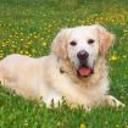 Ruso