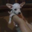 siguiente