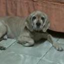 siguiente