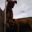 siguiente
