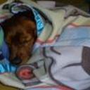 siguiente