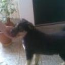 siguiente