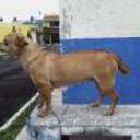 siguiente