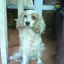 siguiente