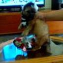 siguiente