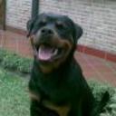 siguiente