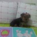 siguiente
