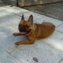 siguiente