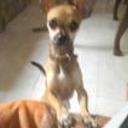 siguiente