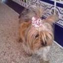 siguiente